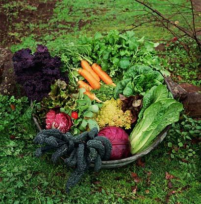 beautiful basket of fruit